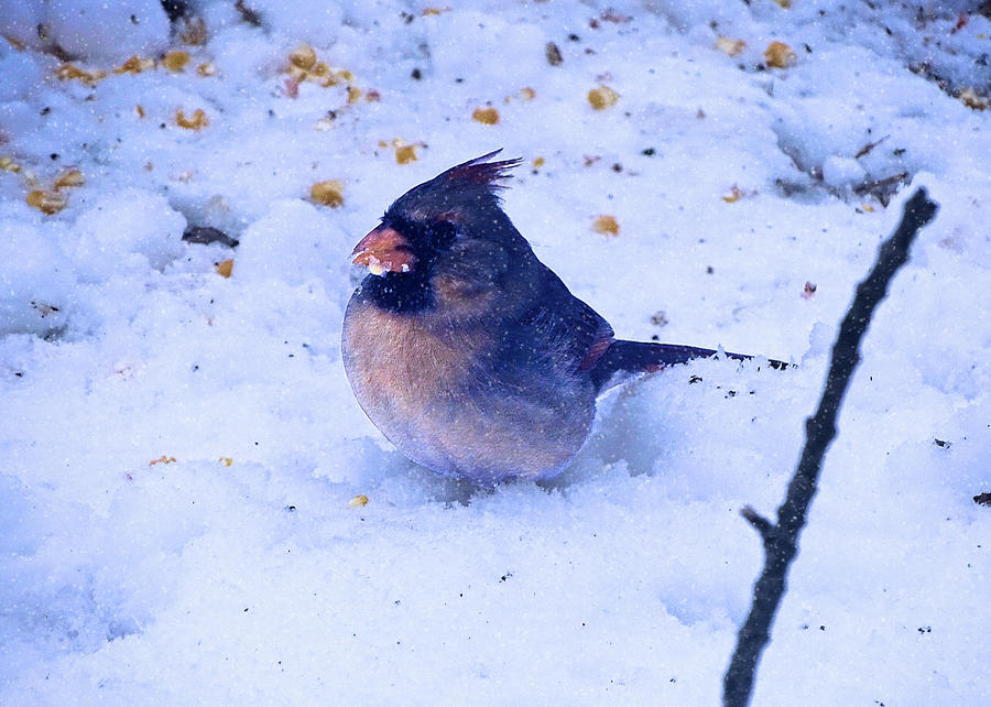Snow Bird Photograph by Theresa Campbell