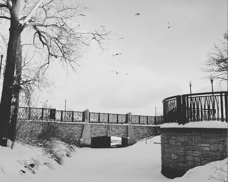 Snow Birds of Minnesota  Photograph by Lisa Piper