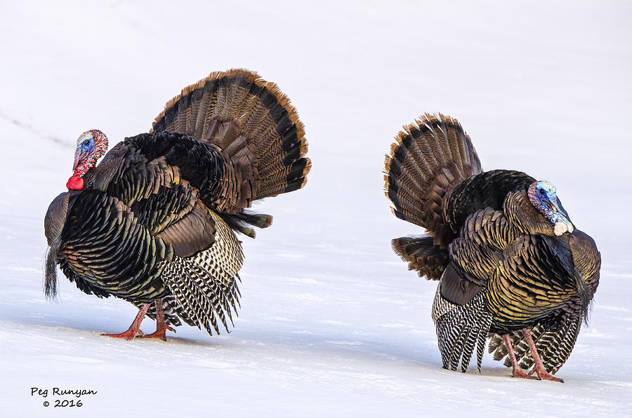 Snow Birds Photograph by Peg Runyan