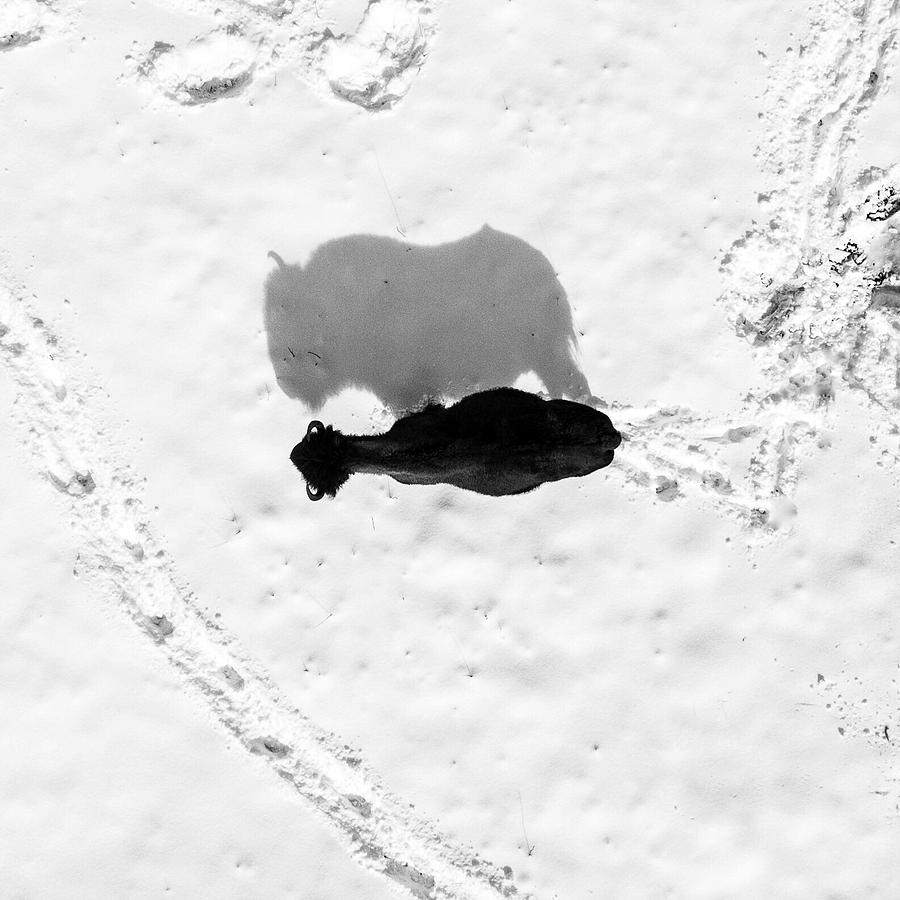Snow Bison Photograph by Rand Ningali