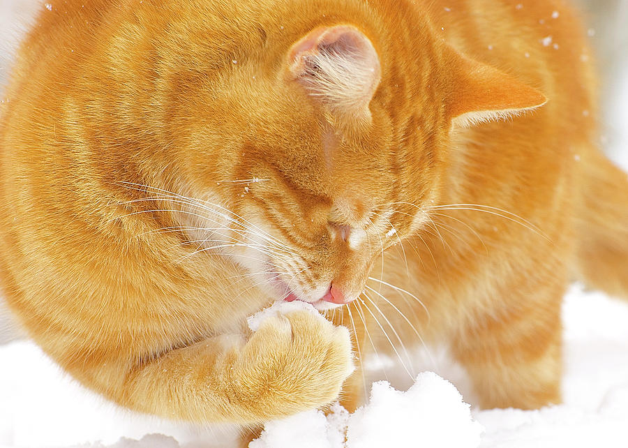 Snow Bite Photograph by Gwendolyn Christopher