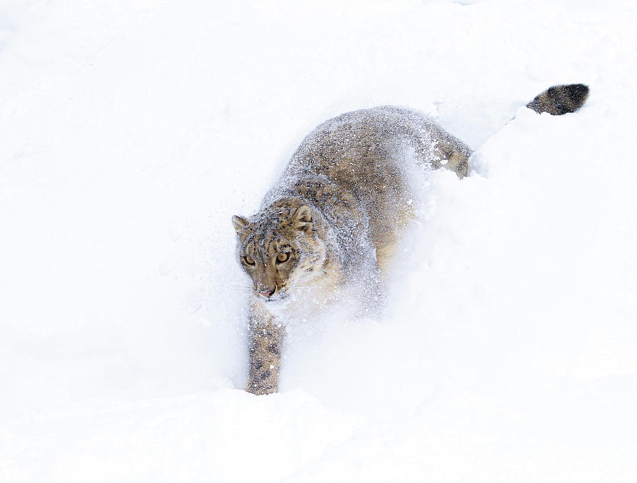 Snow Blast Photograph by Steve McKinzie