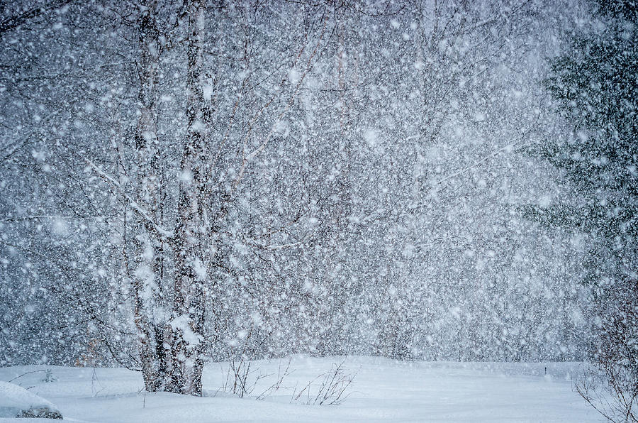 Snow Blind Photograph by Gary McCormick