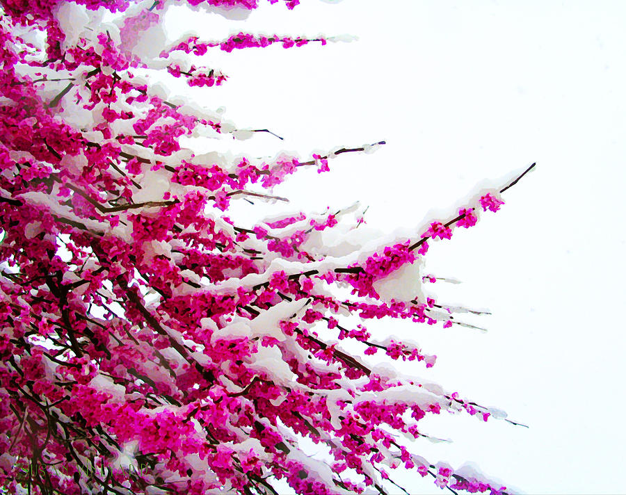Snow Blossoms Photograph by Susan Vineyard