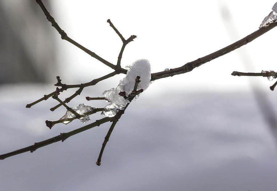 Snow Branch and Ice Photograph by Robert Ullmann