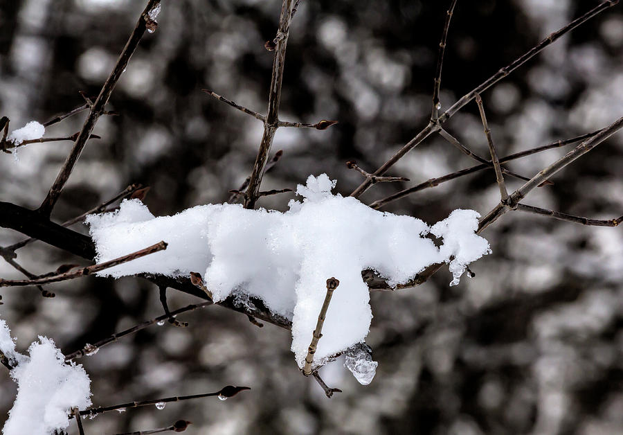 Snow Branches and Ice Photograph by Robert Ullmann