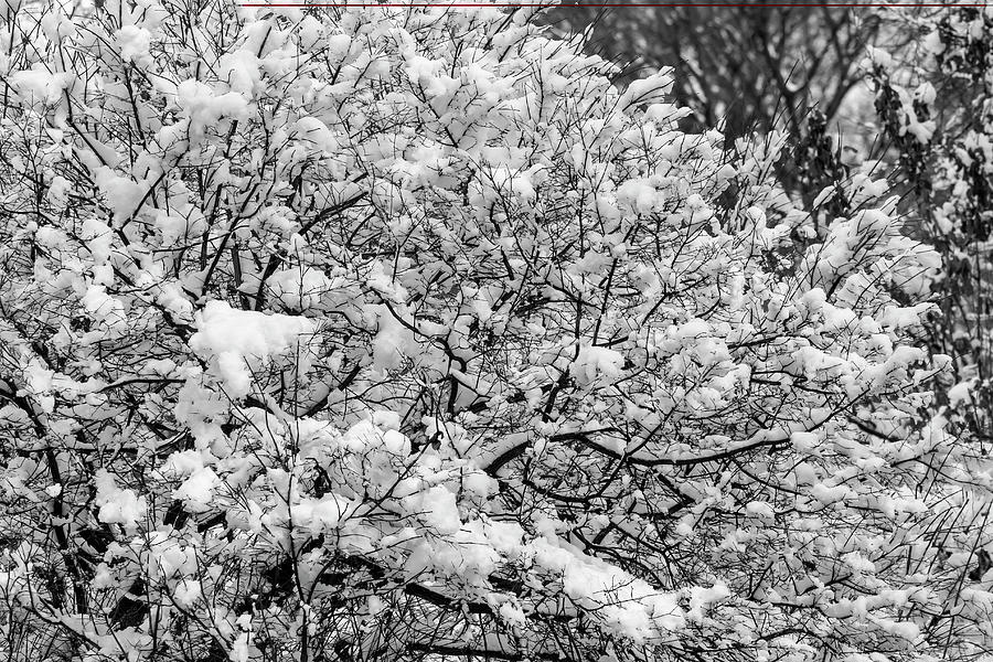 Snow Branches and Trees Photograph by Robert Ullmann