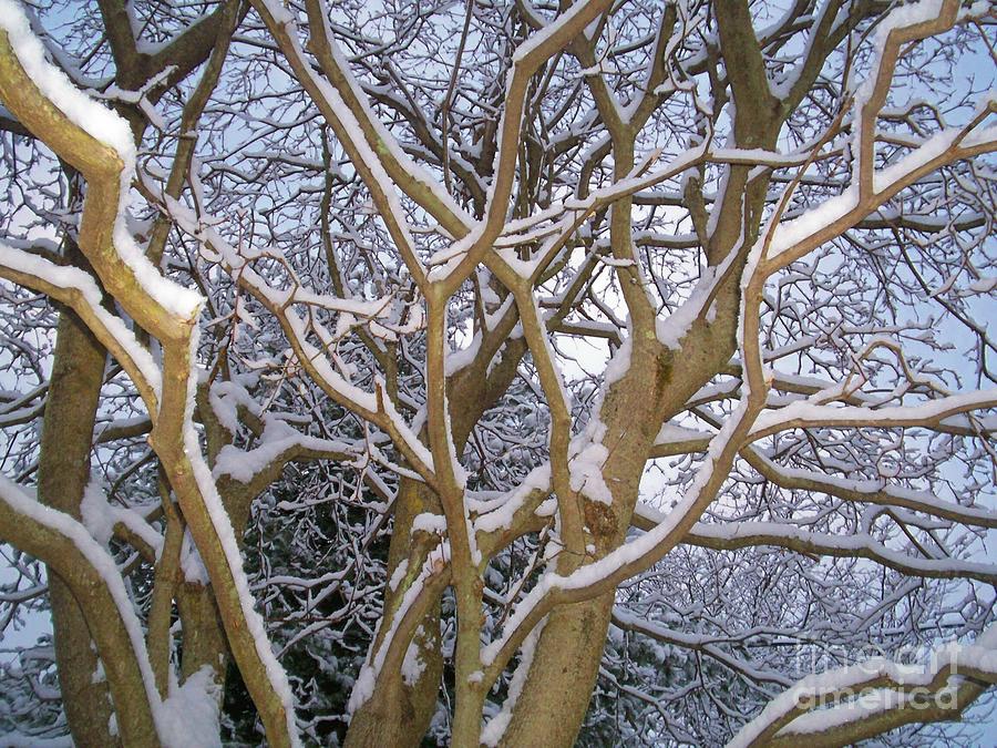 Snow Branches at Dusk  Photograph by Kristine Nora