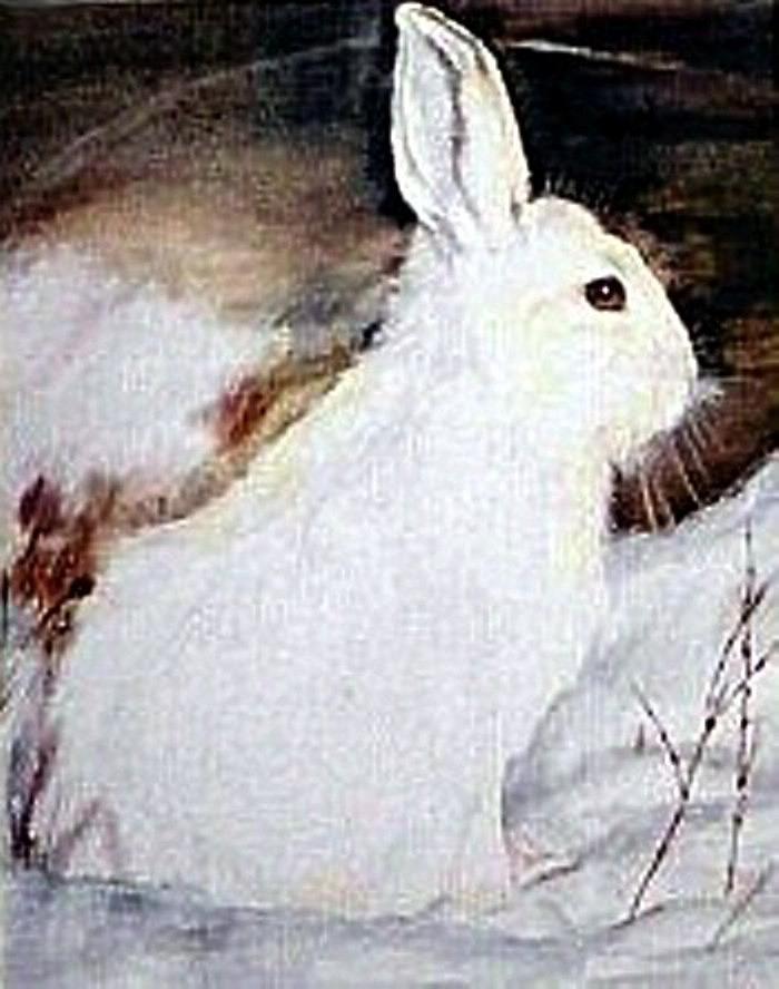 Snow Bunny Painting
