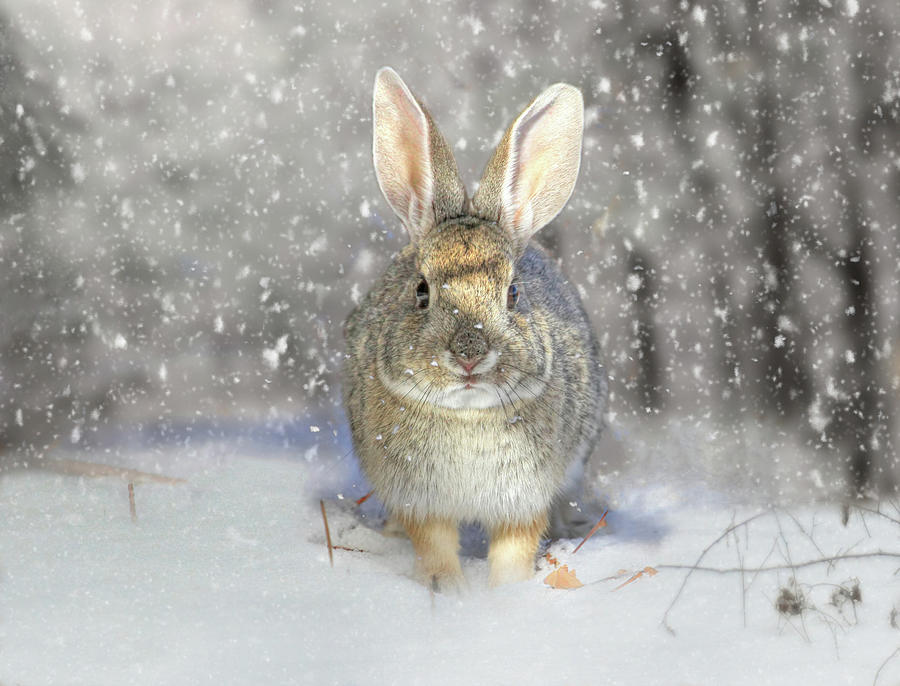 Snow Bunny Photograph by Donna Kennedy.