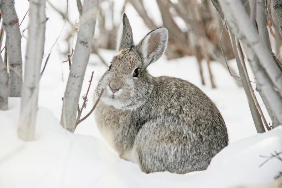 Wildlife Photograph - Snow Cottontail Bunny by Jennie Marie Schell