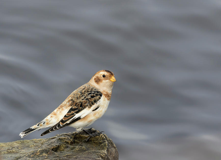 Snow Bunting 2017-4 Photograph by Thomas Young