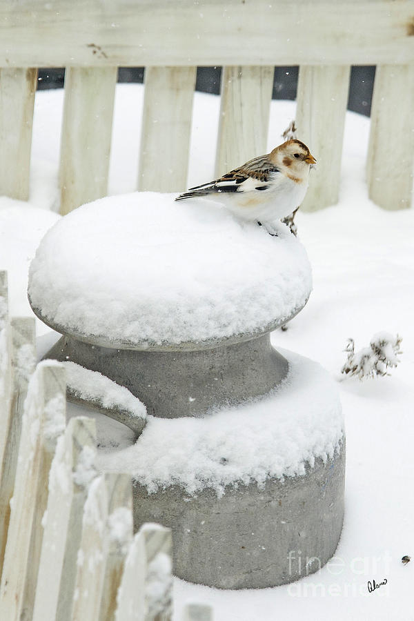 Snow Bunting Photograph by Alana Ranney