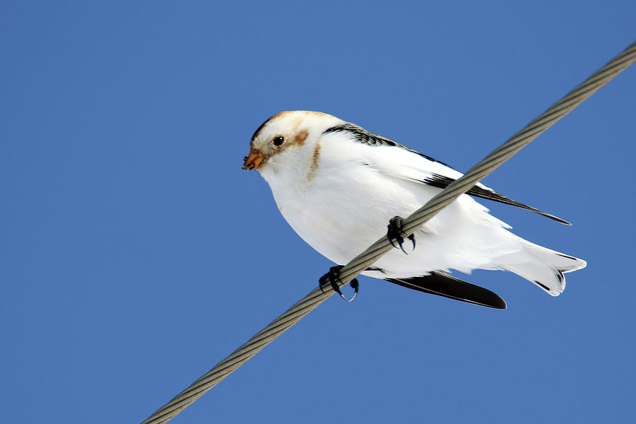 Snow Bunting Photograph by Brook Burling