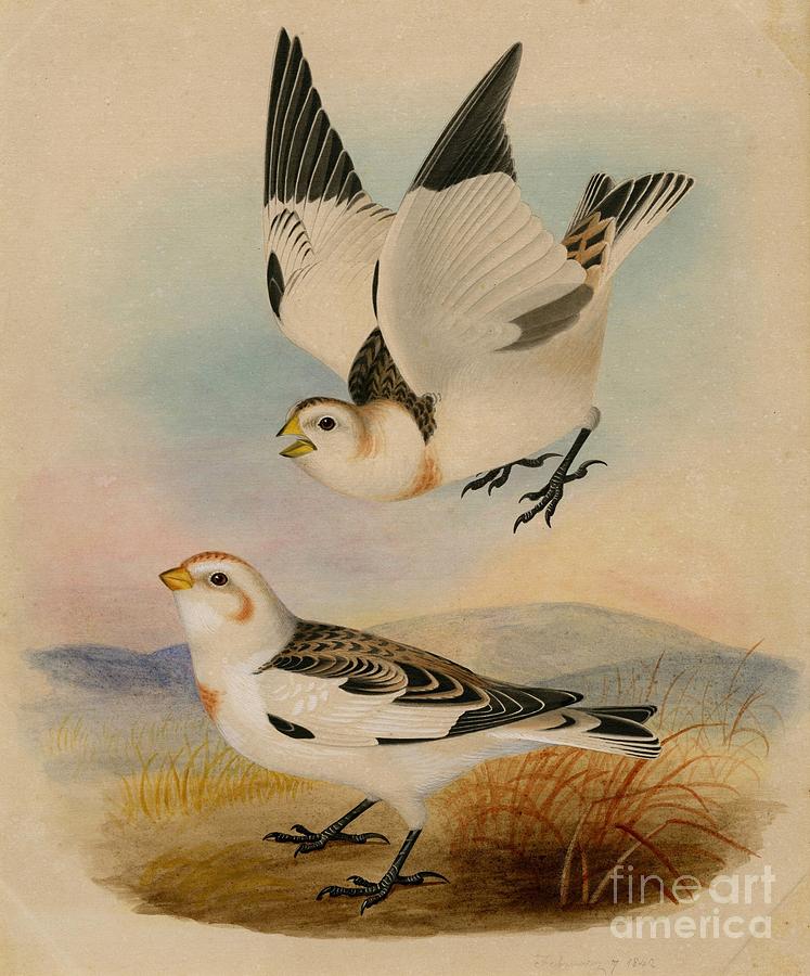 Snow bunting Painting by Celestial Images