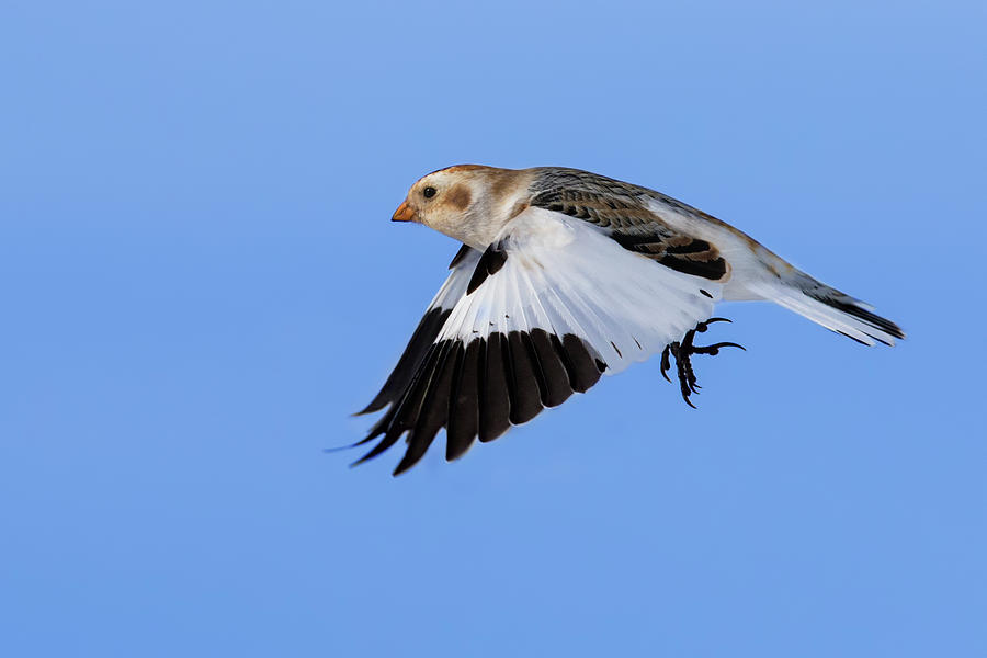 Snow Bunting in flight Photograph by Mircea Costina Photography