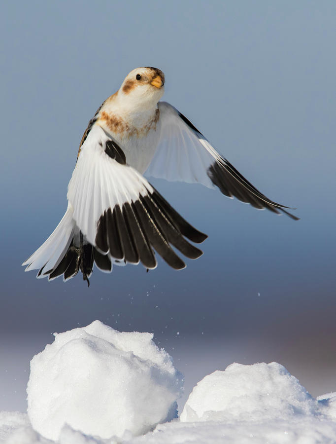 Snow Bunting in Winter by Mircea Costina Photography