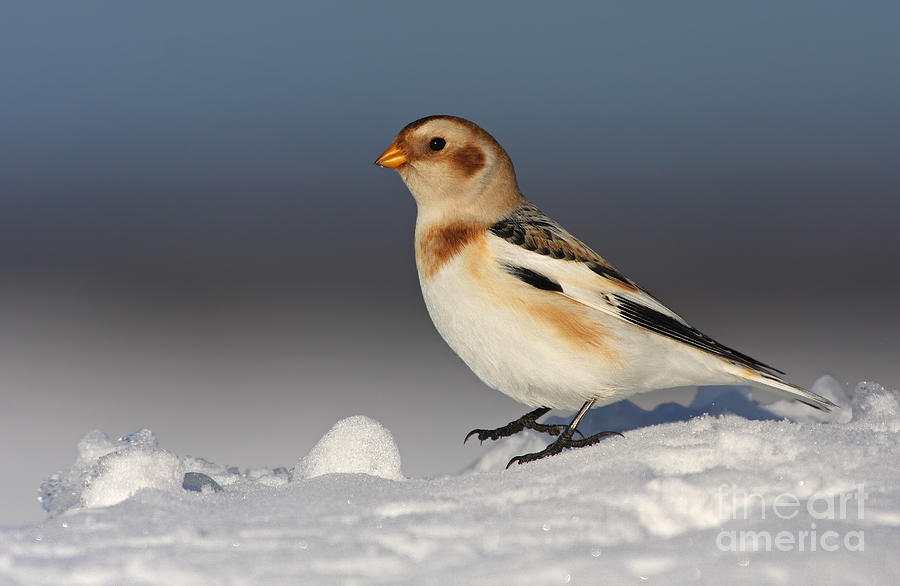 Snow Bunting in winter Photograph by Mircea Costina Photography