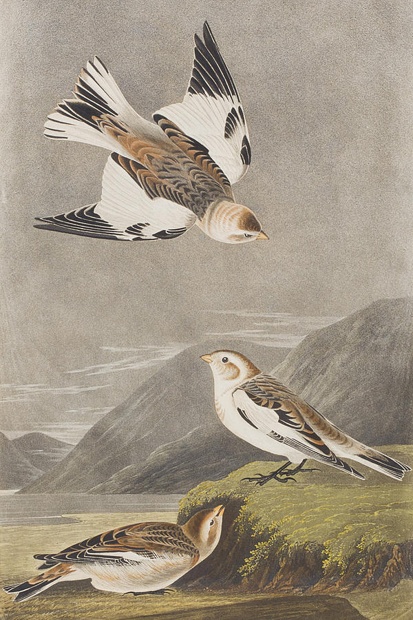 John James Audubon Painting - Snow Bunting by John James Audubon