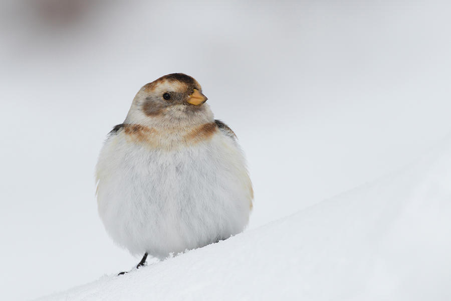 Snow Bunting - Scottish Highlands by Karen Van Der Zijden Snow Bunting - Scottish Highlands by Karen Van Der Zijden