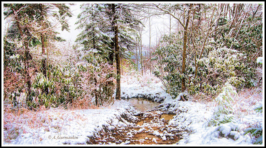 Snow By A Rivulet, Pocono Mountains, Pennsylvania Photograph