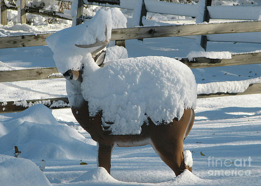 Snow Camo Photograph by Deborah Johnson
