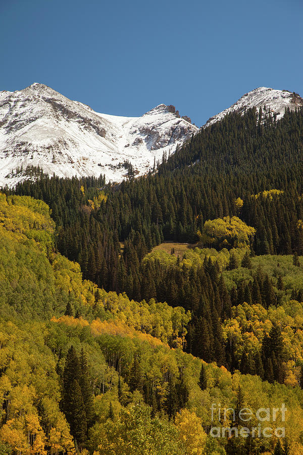 Snow Cap and Aspens Photograph by Timothy Johnson