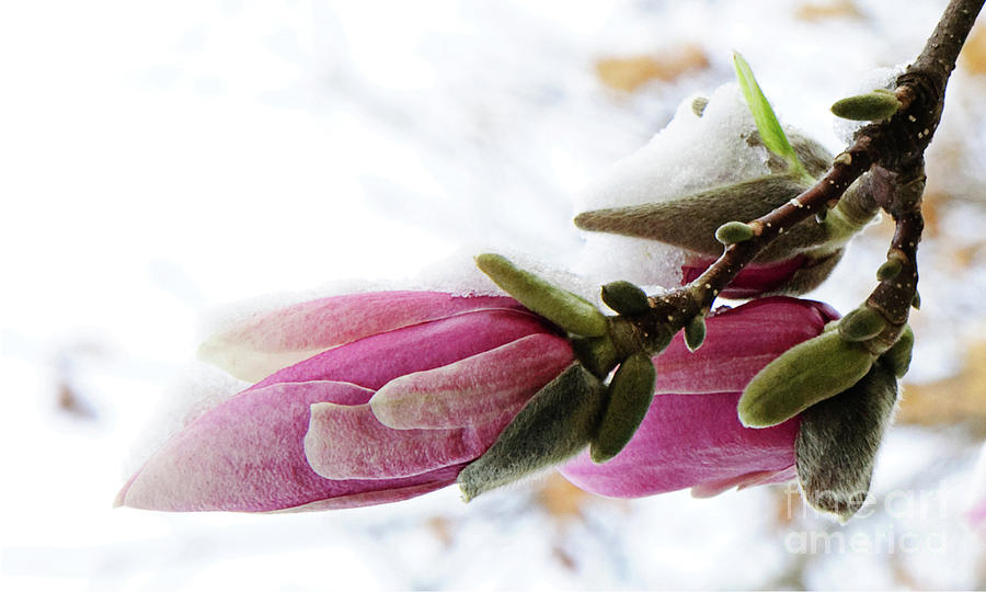 Snow Capped Magnolia Blossoms Photograph by Andee Design