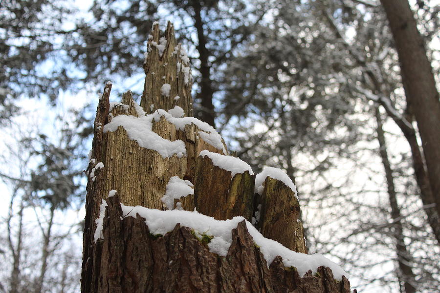 Snow Capped Stump Photograph by Scott Burd