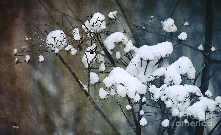 Snow Caps Photograph by Jutta Maria Pusl