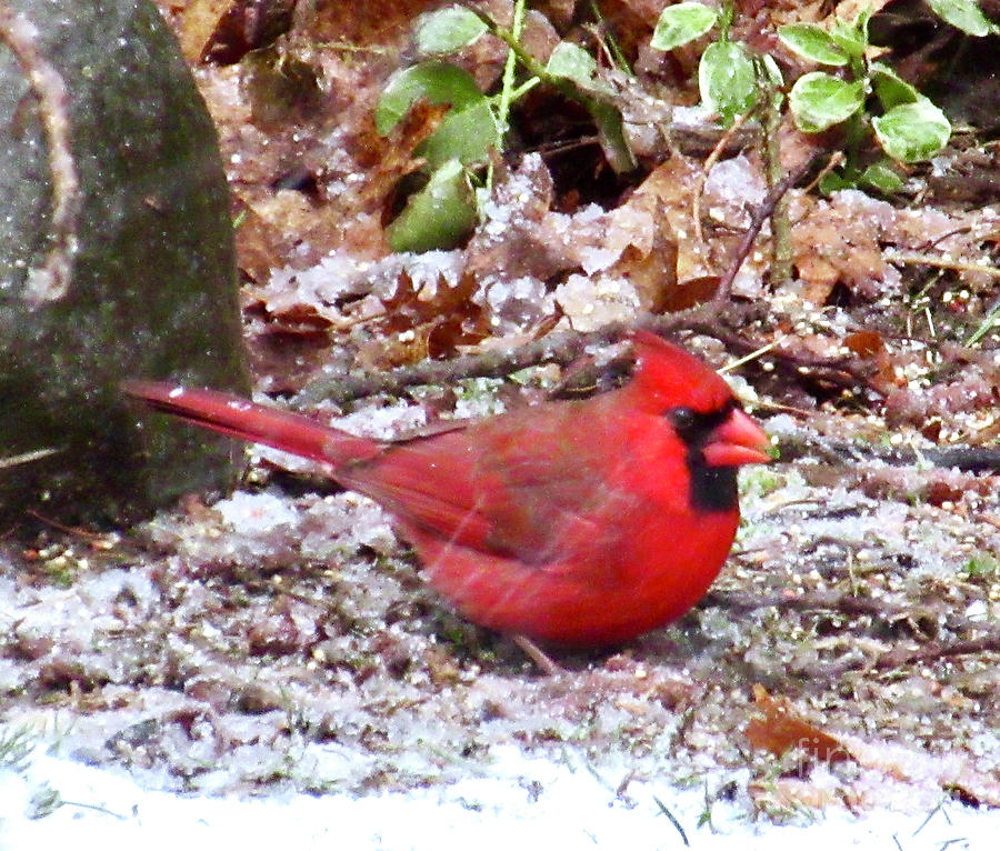 Snow Cardinal  Photograph by CAC Graphics