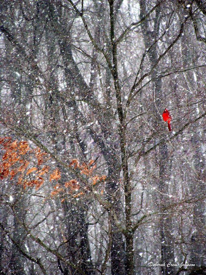 Cardinal Photograph - Snow Cardinal by Deborah  Crew-Johnson