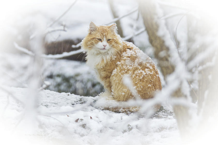 Snow Cat Photograph by Carol Senske