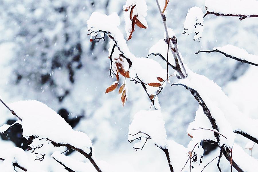 Nature Photograph - Snow  by Cesar Vieira