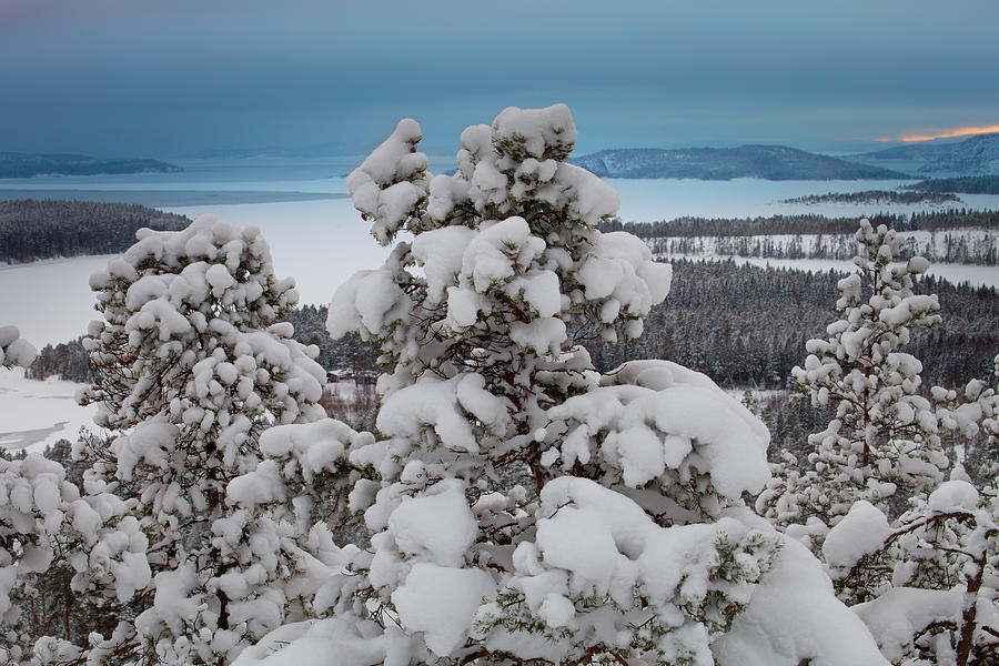 Snow Clad Pine Trees Overlooking A Bay Of The Baltic Sea Photograph
