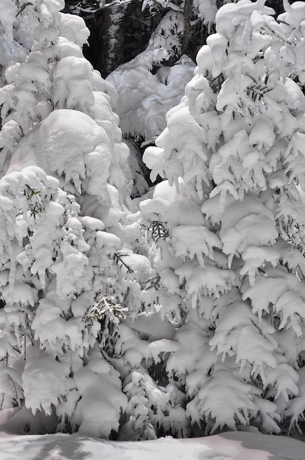 Snow Coat Photograph by Alex Grichenko