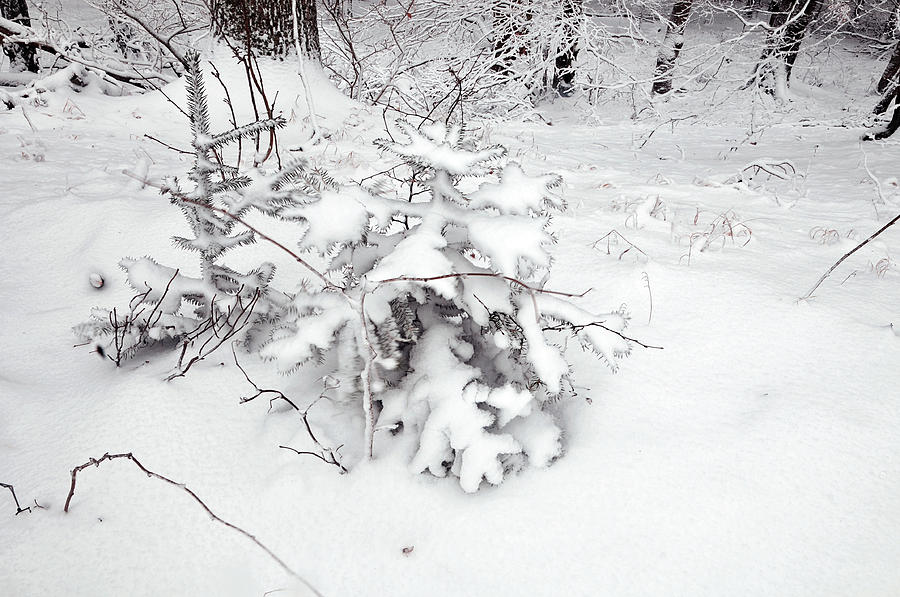 Snow Coat Photograph by Jenny Rainbow