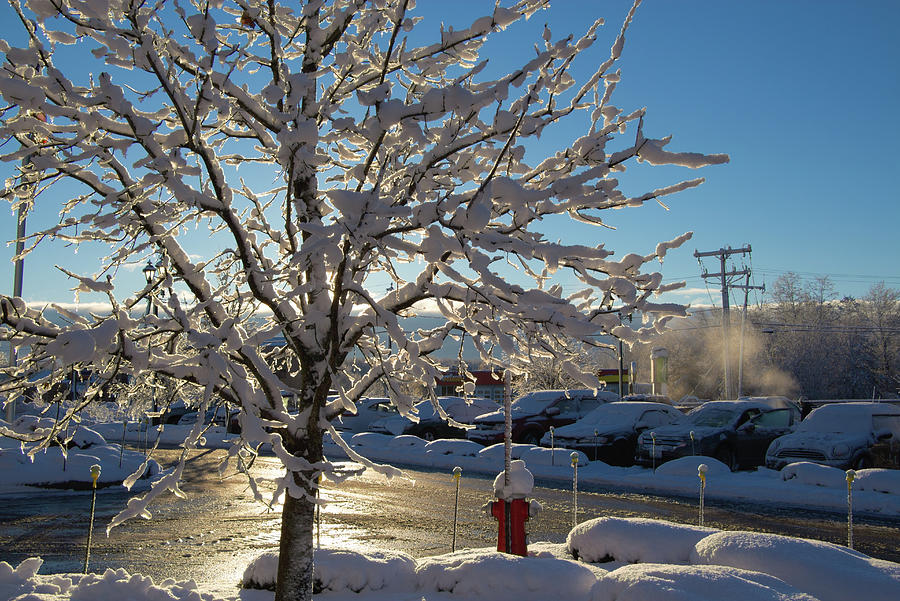 Snow-Coated Tree Photograph by Richard Goldman