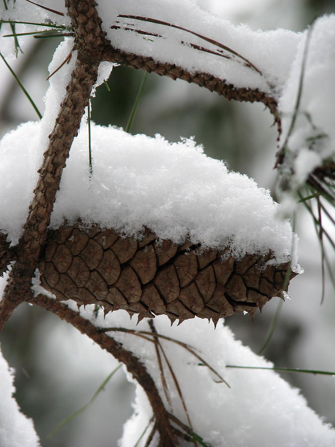 Tree Photograph - Snow Cone by Staci-Jill Burnley