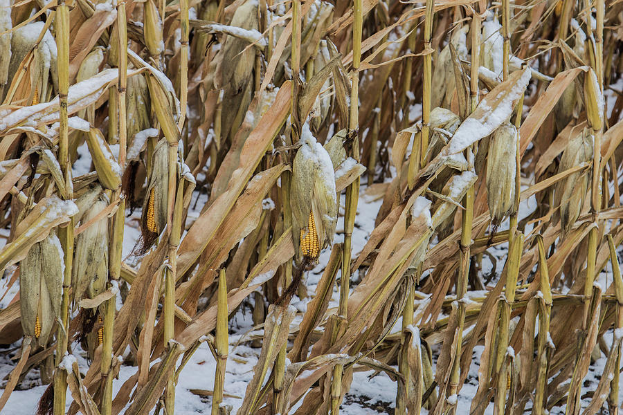 Snow Corn Photograph