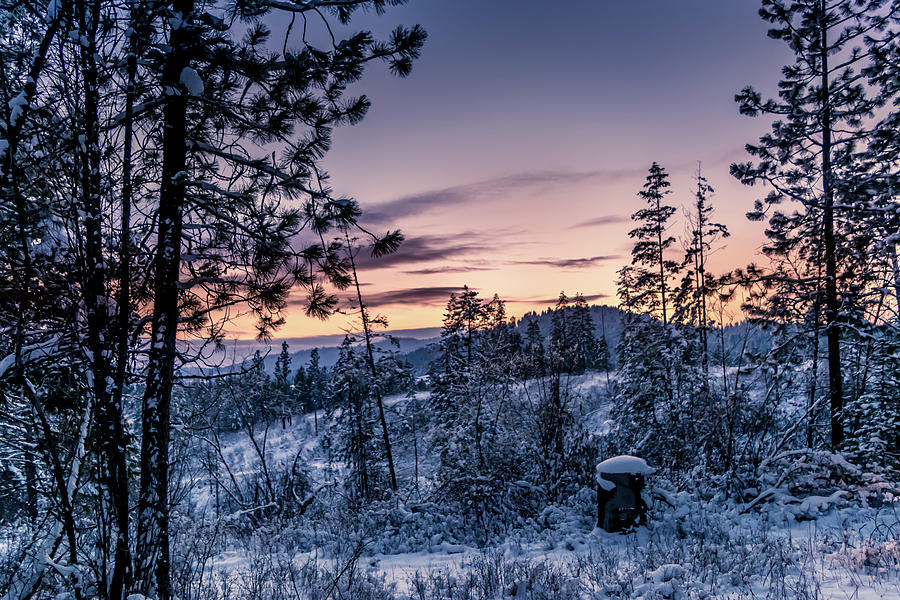 Snow Coved Trees and Sunset Photograph by Lester Plank