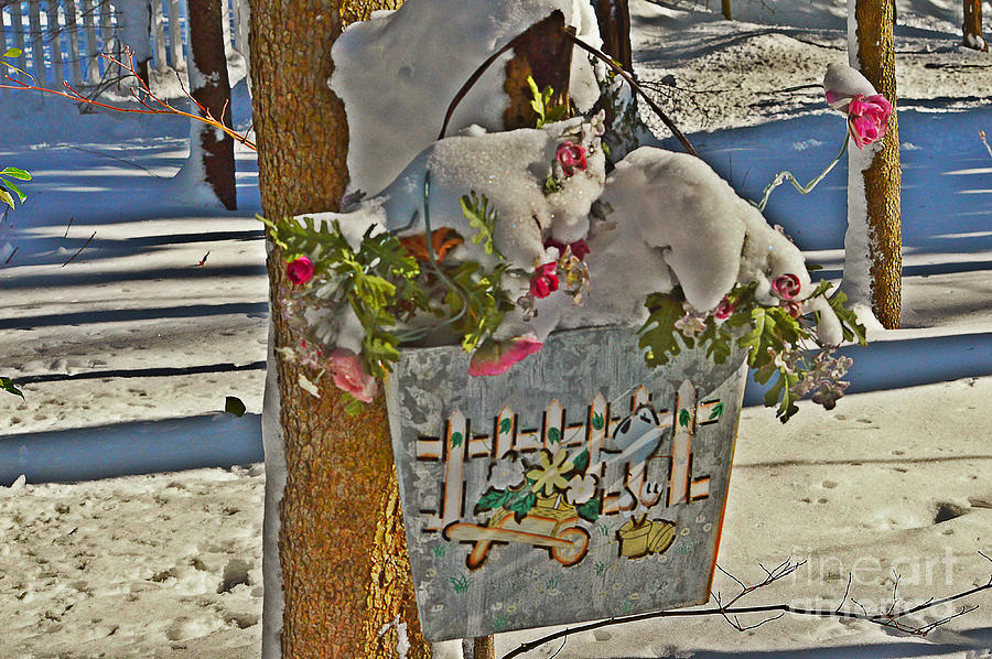 Snow Cover Flower Tin Photograph by Stacie Siemsen