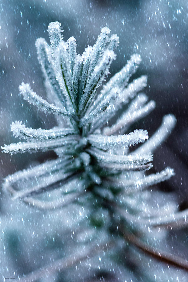 Snow Cover Pine Photograph by Crystal Wightman
