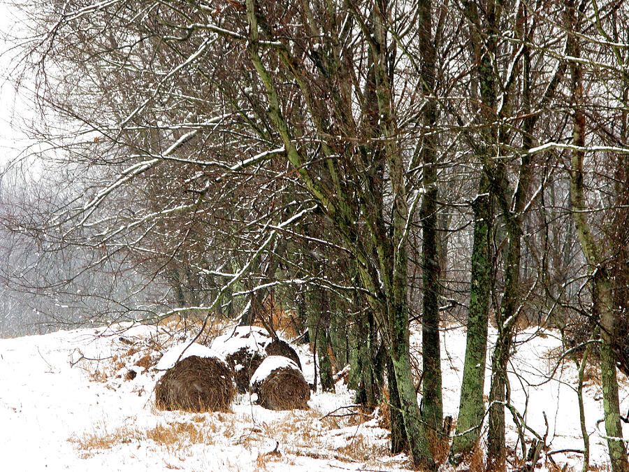 Nature Photograph - Snow Covered Bales by Martie DAndrea