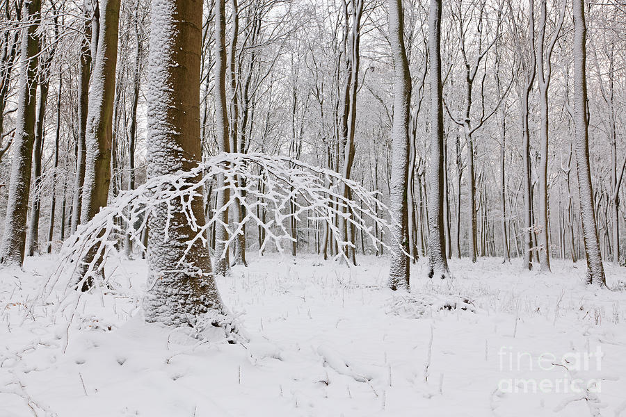 Tree Photograph - Snow covered Beech trees by Richard Thomas