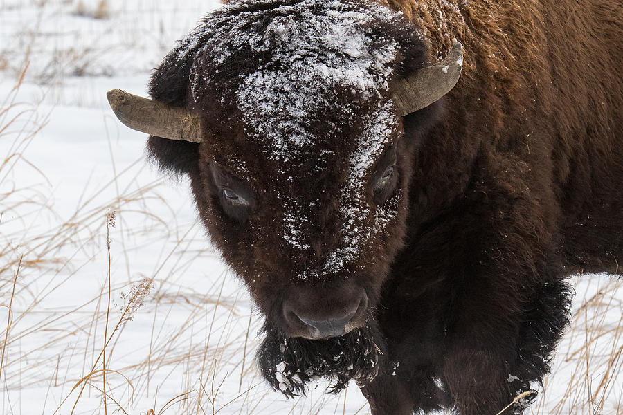Snow Covered Bison Portrait Photograph by Tony Hake