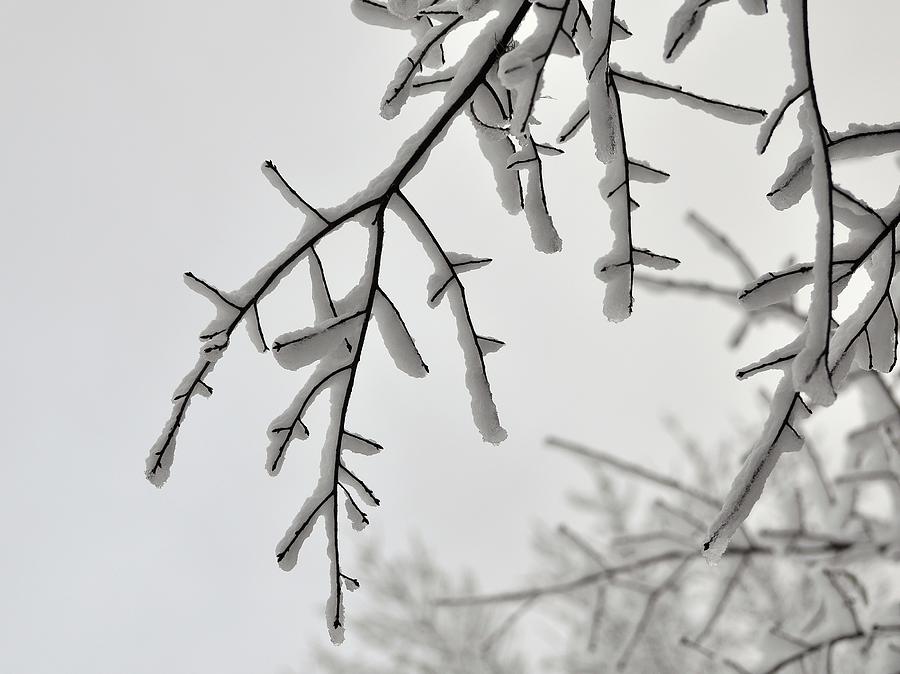 Snow Covered Branches Photograph by Al Powell Photography USA