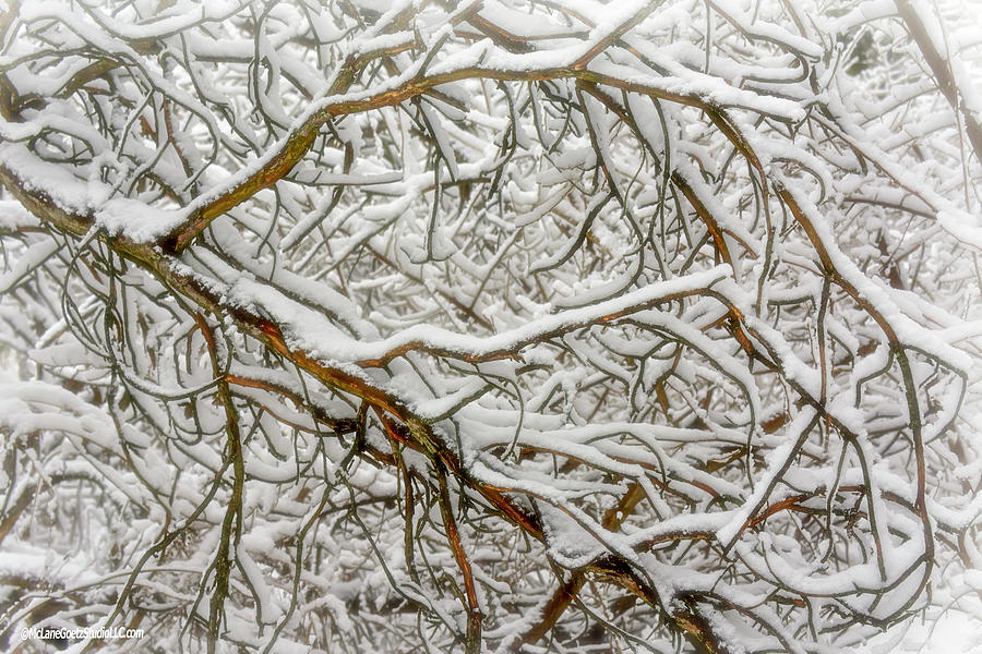Snow covered branches Photograph by LeeAnn McLaneGoetz McLaneGoetzStudioLLCcom