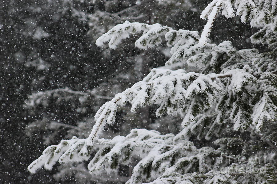 Snow Covered Branches Photograph by Lkb Art And Photography - Fine Art ...