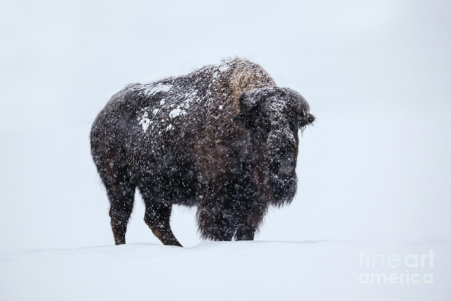 Snow Covered Buffalo Photograph by Bret Barton